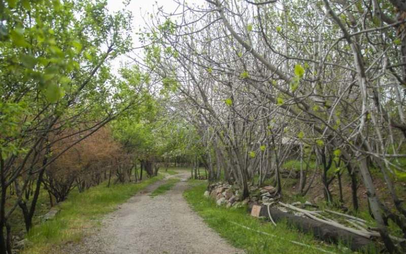 بهار در کوچه باغات سراب قنبر- کرمانشاه  