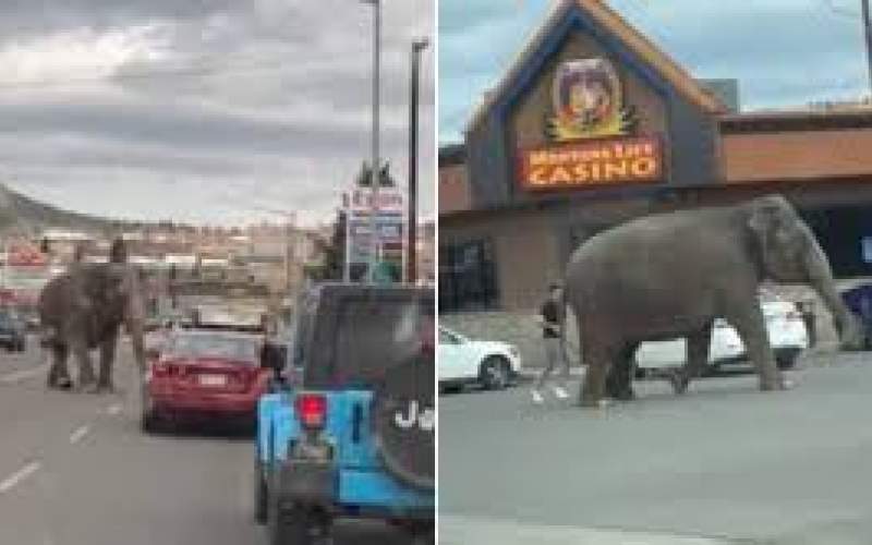 فیل فراری از سیرک خیابان را بست /فیلم