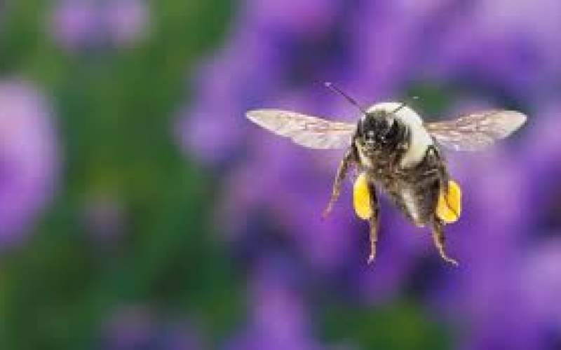 کشف تصادفی یک توانایی حیرت‌انگیز در زنبورها