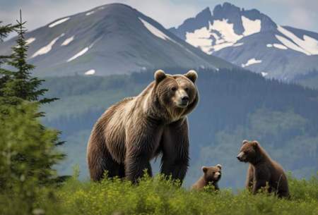 ثبت تصاویر چهار قلاده خرس قهوه‌ای در لرستان