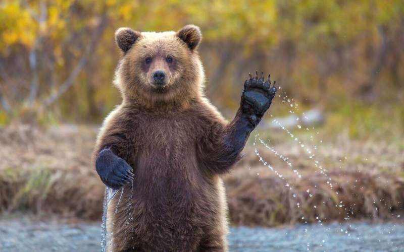 بازی‌ توله خرس با دوربین تله‌ای در ارتفاعات رامسر
