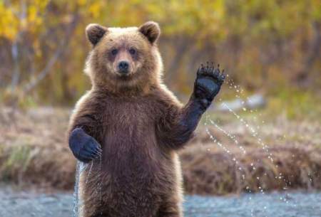 بازی‌ توله خرس با دوربین تله‌ای در ارتفاعات رامسر