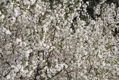 شکوفه‌های بهاری در جاده اهر ـ مشگین‌شهر  