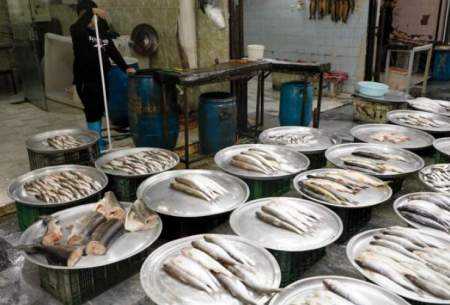 قیمت انواع ماهی ۳ اردیبهشت ۱۴۰۳/جدول