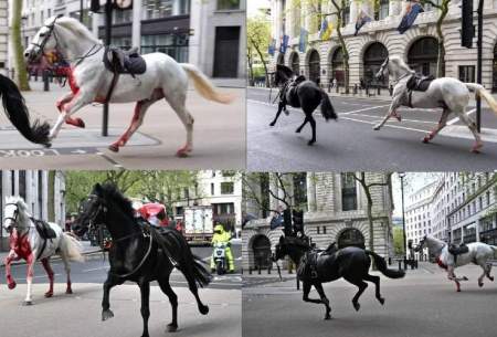 اسب‌های سرگردان ارتش در خیابان‌های لندن