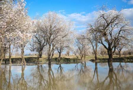 شکوفه های بهاری - قزوین  