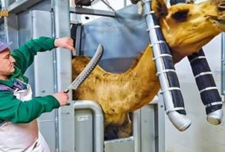 ویدئویی از کارخانه فرآوری شیر و گوشت شتر در امارات