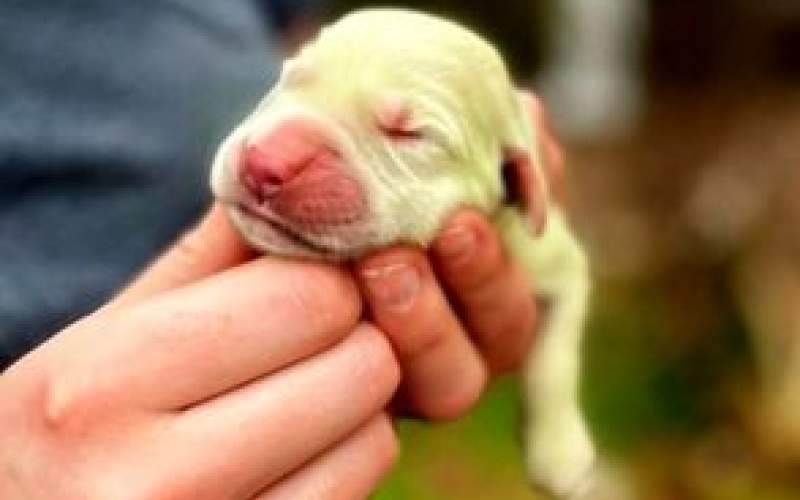 تولد عجیب‌ترین توله سگ دنیا که همه را حیرت‌زده کرد
