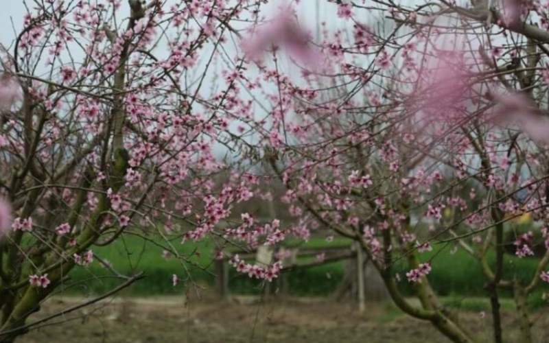 شکوفه‌های بهاری مازندران  