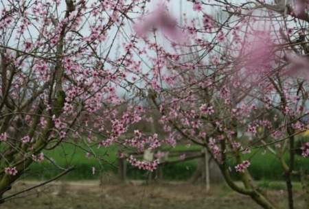 شکوفه‌های بهاری مازندران  