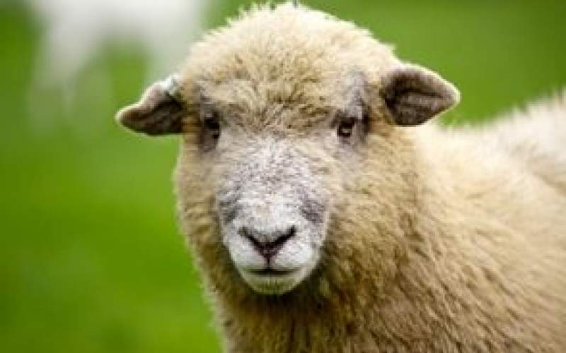 انتقام باورنکردنی یک گوسفند از چوپان/فیلم