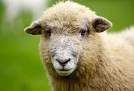 انتقام باورنکردنی یک گوسفند از چوپان/فیلم