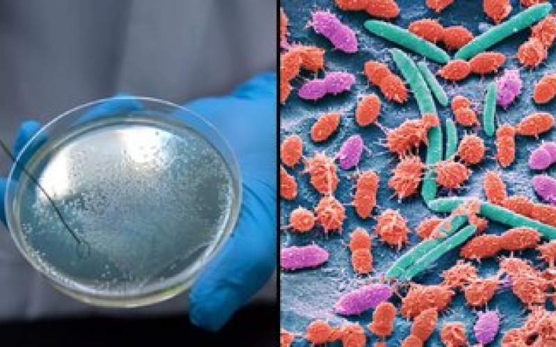 کشف جدید دانشمندان؛ باکتری خون‌آشام