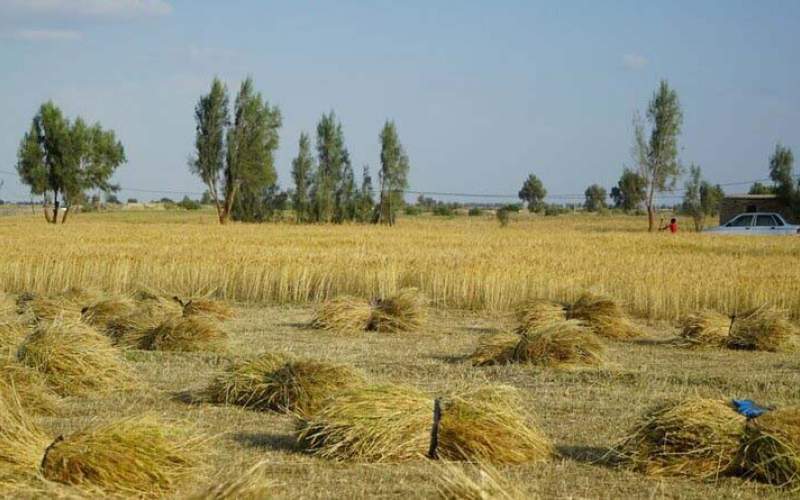 برداشت گندم در سیستان و بلوچستان  