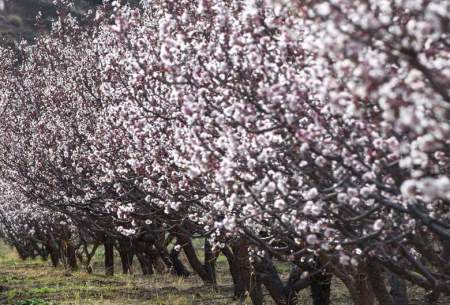 شکوفه‌های بهاری در منطقه قره‌داغ  
