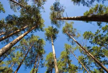 درختان در گرمای طاقت‌فرسا؛ قربانیان خاموش تغییرات اقلیمی