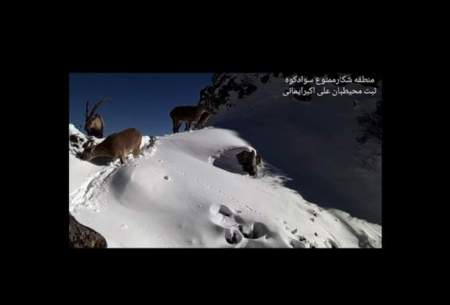 زندگی سلاطین کوهستان در ارتفاعات سوادکوه