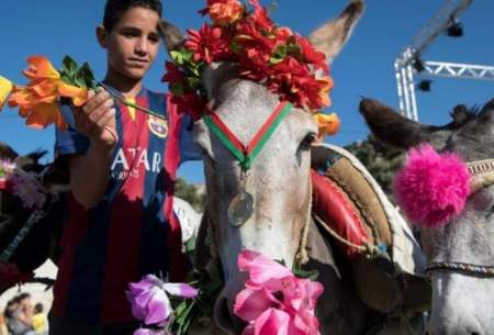 مسابقات سنتی خرسواری در مراکش /فیلم