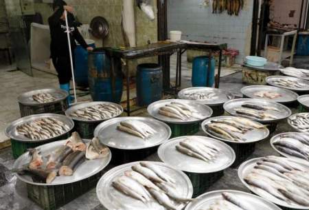 قیمت انواع ماهی ۱۸ اردیبهشت ۱۴۰۳/جدول