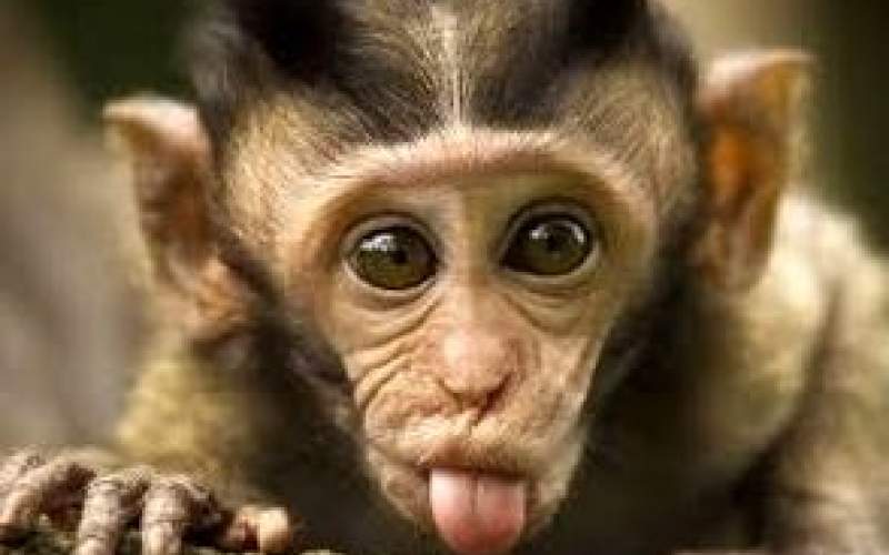تصاویری پربازدید از شانه کردن موهای یک میمون