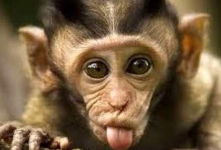 تصاویری پربازدید از شانه کردن موهای یک میمون