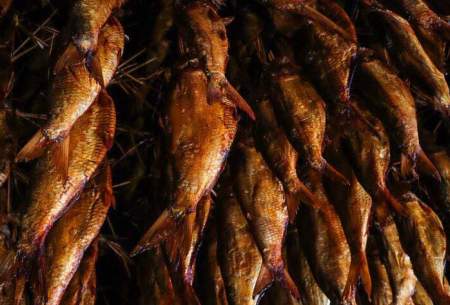 ماهی‌های دودخانه در بندر انزلی  
