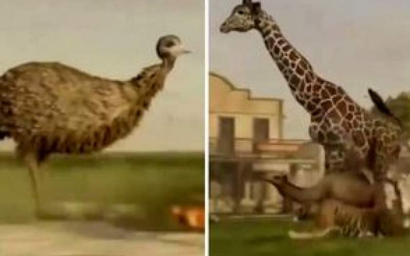 مقایسه دیدنی سرعت حیوانات مختلف با هم