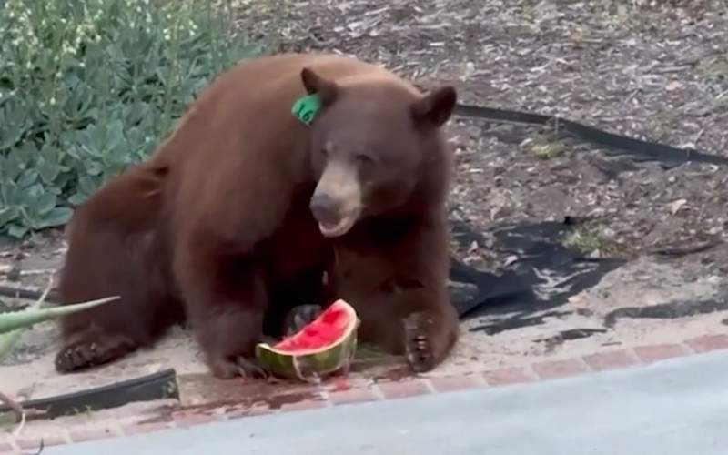 خرس گرسنه یک تکه هندوانه از یخچال سرقت کرد