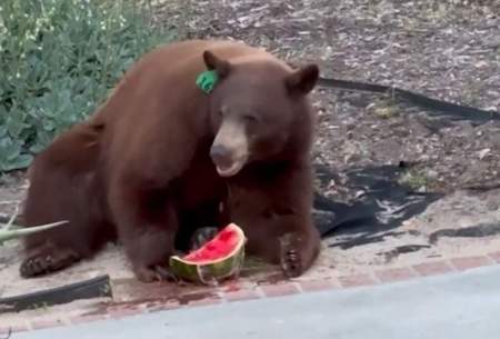 خرس گرسنه یک تکه هندوانه از یخچال سرقت کرد