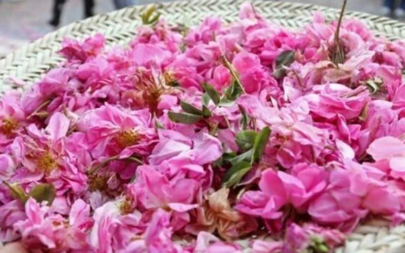 جشنواره گل و گلاب در محلات  