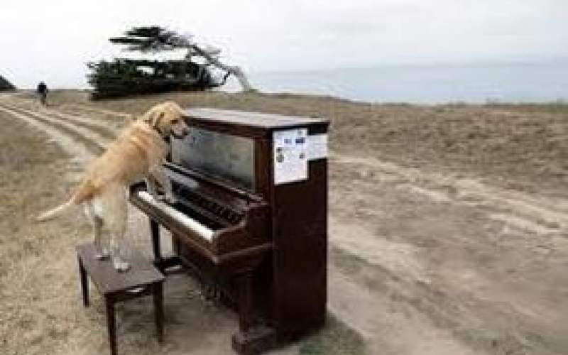 ویدئویی باورنکردنی از یک سگِ پیانیست!