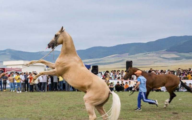 جشنواره ملی زیبایی اسب اصیل ترکمن  