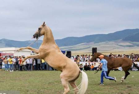 جشنواره ملی زیبایی اسب اصیل ترکمن  