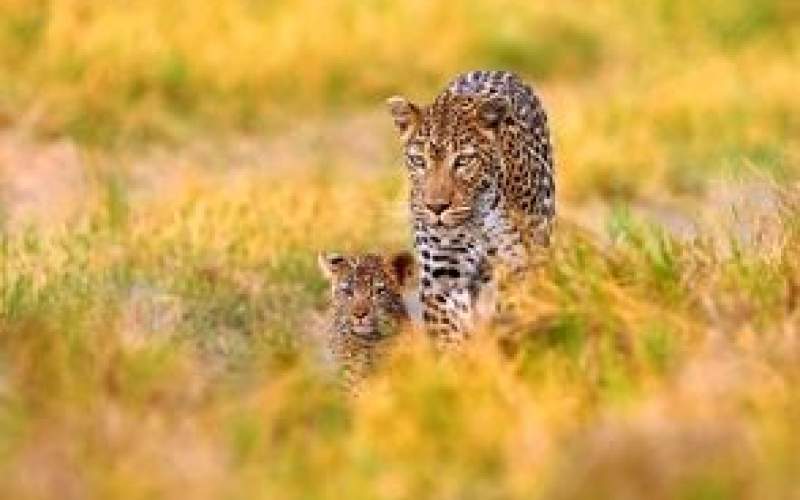 فیلمی دیدنی از عبور پلنگ و توله‌هایش از جاده