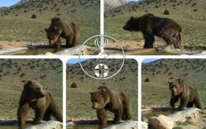 آب‌تنی خرس قهوه‌ای درپارک ملی صیدوای سمنان
