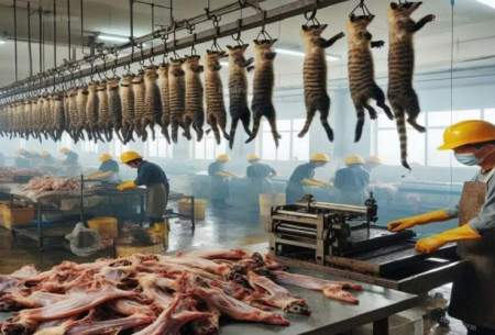 شکار گربه در چین برای مصرف گوشت و پوست آن