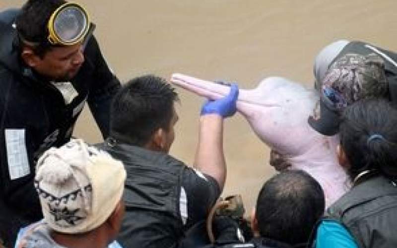 نجات دلفین صورتی و بچه‌اش پس از وقوع سیل