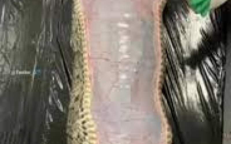 یک تمساح کامل از شکم مار پیتون خارج شد