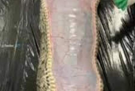 یک تمساح کامل از شکم مار پیتون خارج شد