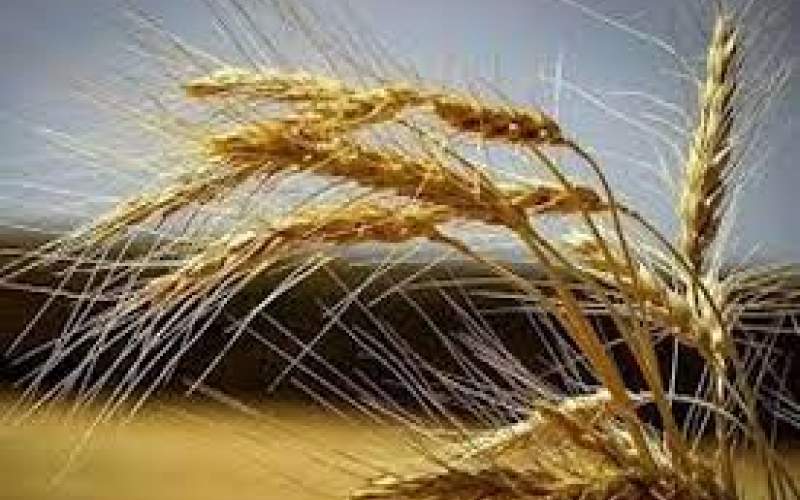 قیمت گندم در کدام استان اعلام شد؟