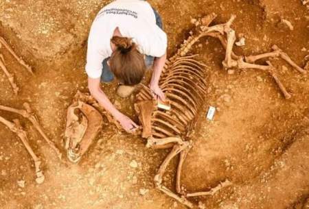 کشف اسب‌هایی که ۲۰۰۰ سال پیش دفن شدند
