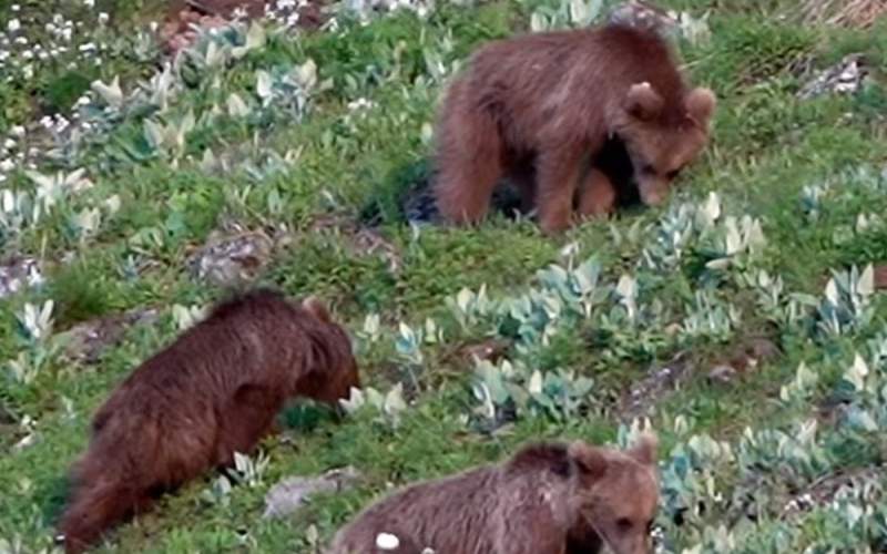 علف خوردن بچه خرس‌های قهوه‌ای در پارک ملی گلستان