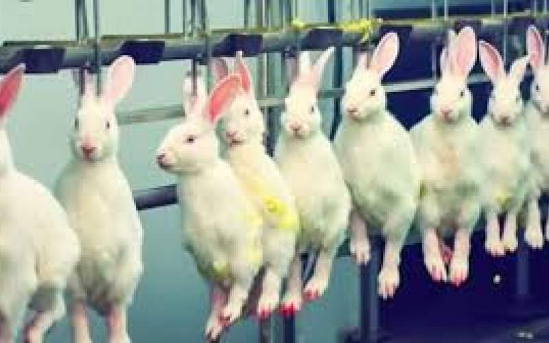 فرآیند پرورش میلیون‌ها خرگوش در مزارع برزیل
