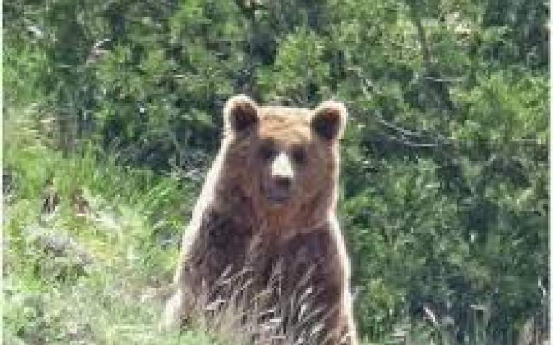 مشاهده خرس قهوه‌ای در جنگل‌های گیلان