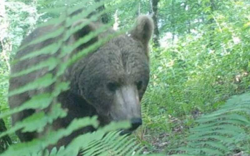 مشاهده خرس قهوه‌ای و شوکا در جنگل‌های شفت