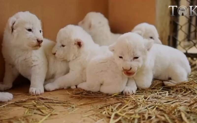 شیر‌های ۶ قلوی سفید قلب بازدیدکنندگان را تسخیر کردند