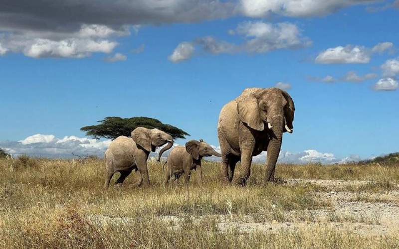 فیل‌ها احتمالا یکدیگر را به «اسم» صدا می‌زنند