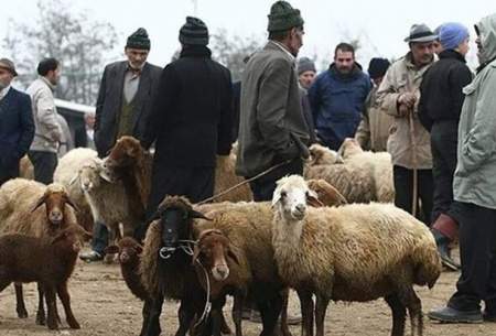 قیمت دام زنده در آستانه عید قربان