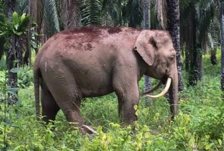 کوچکترین گونه فیل جهان در خطر انقراض/فیلم