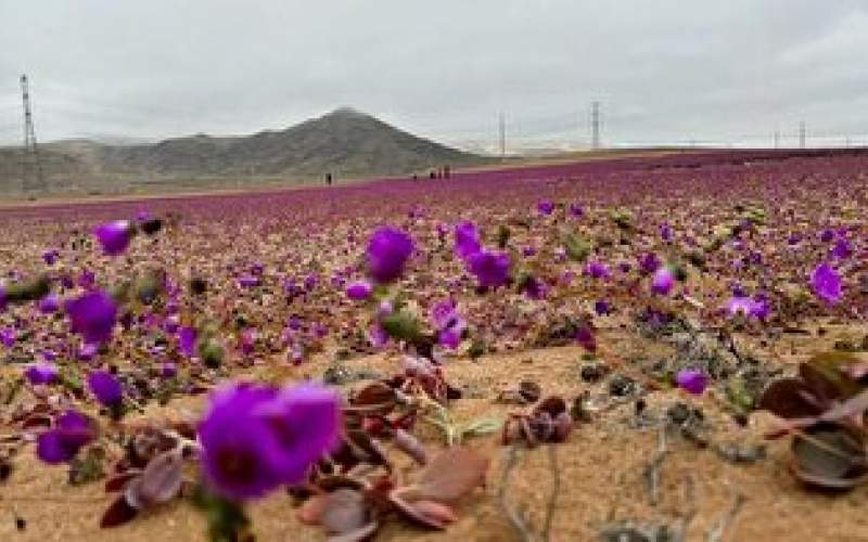 خشک ترین بیابان روی کره زمین گل داد